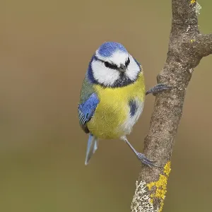 Blue tit (Parus caeruleus) Print, Wilnsdorf, Germany Blue tit (Parus caeruleus) Print, Wilnsdorf, Germany