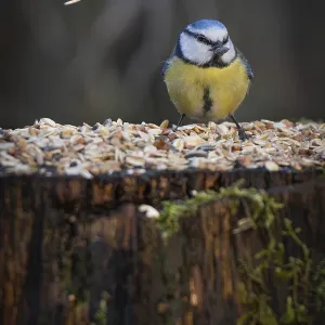 Blue tit (Parus caeruleus) with a sunflower seed in its beak sitting on a tree trunk at a feeding site Blue tit (Parus caeruleus) with a sunflower seed in its beak sitting on a tree trunk at a feeding site
