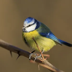 Un moineau bleu assis droit sur une branche épineuse nue avec un focus sur la plumage.