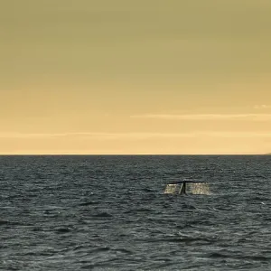 Blue whale (Balaenoptera musculus) diving down Blue whale (Balaenoptera musculus) diving down