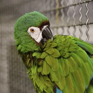 Blue-winged macaw in bird enclosure Blue-winged macaw in bird enclosure