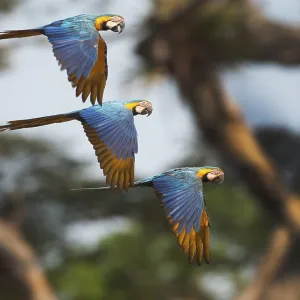 Blue and Yellow Macaws (Ara ararauna)