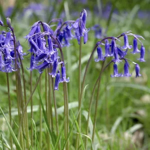Bluebells in Full Bloom
