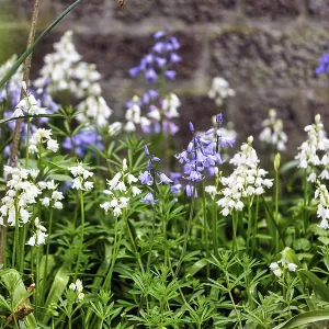 Bluebells, blue and white, Heligoland Island Bluebells, blue and white, Heligoland Island