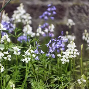 Bluebells, blue and white, Heligoland Island Bluebells, blue and white, Heligoland Island
