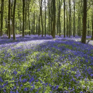 Bluebells in Wepham Wood Bluebells in Wepham Wood