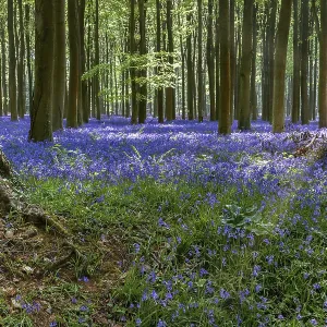 Bluebells in Wepham Woods Bluebells in Wepham Woods