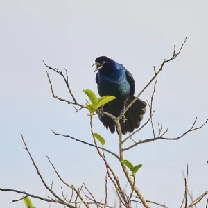 A bluebird sits singing on a bare branch under a clear sky
