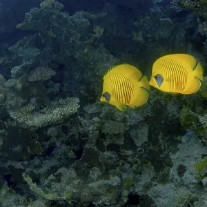 Deux poissons-bouledogue à joues bleues (Chaetodon semilarvatus) nagent élégamment au-dessus d'un récif corallien vivant.