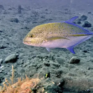 A bluefin mackerel (Caranx melampygus) swimming over a rocky seabed in calm waters A bluefin mackerel (Caranx melampygus) swimming over a rocky seabed in calm waters