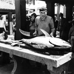 Bluefin tuna (Thunnus thynnus) fish market