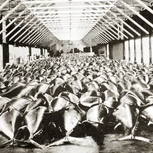 Bluefin tuna (Thunnus thynnus) fish market