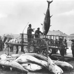 Bluefin tuna (Thunnus thynnus) fishermen load tuna at the harbor