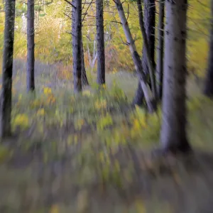 Blurred view of a forest with autumn colors, Italy