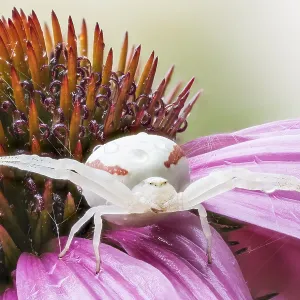blute, krabbenspinne, sonnenhut blute, krabbenspinne, sonnenhut