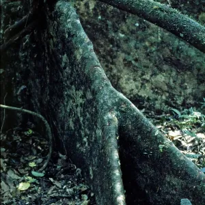 Board roots in Tambopata National Park in the Amazon Basin Board roots in Tambopata National Park in the Amazon Basin