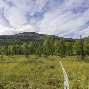 Boardwalk over a marsh meadow, Norrbotten County Boardwalk over a marsh meadow, Norrbotten County