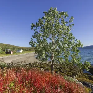 Boat in Gamvika cove, Willowherbs in autumnal colouration at the front Boat in Gamvika cove, Willowherbs in autumnal colouration at the front