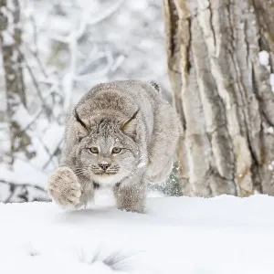 A Bobcat Hunts Print in Snowy Forest A Bobcat Hunts Print in Snowy Forest
