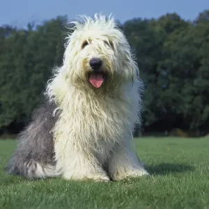 Bobtail dog or Old English Sheepdog on lawn Bobtail dog or Old English Sheepdog on lawn