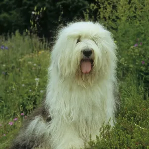 Bobtail, Old English Sheepdog (Bobtail) FCI