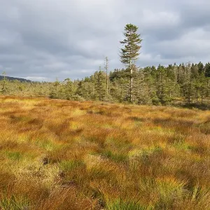 Bodebruch raised bog in autumn