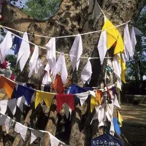 Bodhi tree in a buddist temple at Anuradhapura Bodhi tree in a buddist temple at Anuradhapura