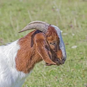 Boer goat
