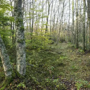 Bog birch forest (Betula pubescens)