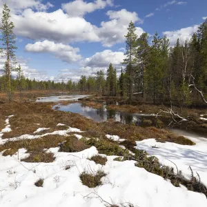 Bog and marshland, with pools of water and remnants of snow