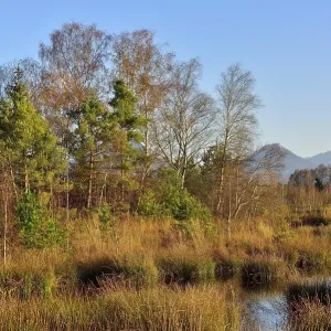 Bog pond with common Common Club-rushes (Schoenoplectus lacustris) and group of trees Common pine (Pinus sylvestris)