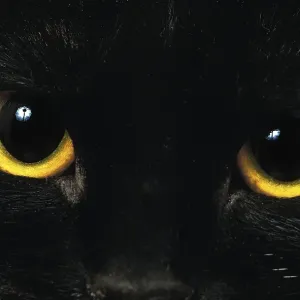 Bombay house cat, close-up of eyes w Bombay house cat, close-up of eyes w