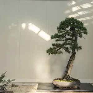 Bonsai Bonsai