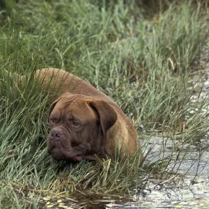 Bordeaux Mastiff Dog entering Water