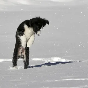 Border Collie