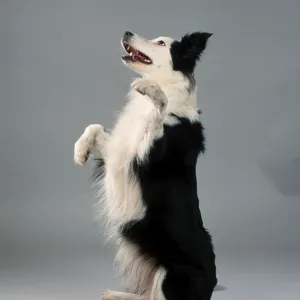 Border Collie Border Collie
