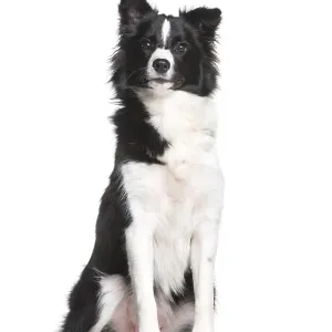 Border Collie, 7 months old, sitting in front of white background