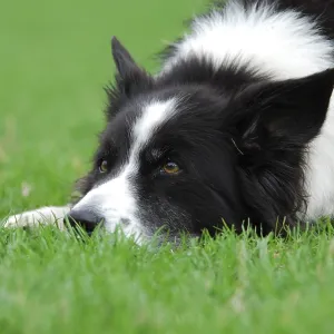 Border collie, bitch, lying in a meadow