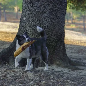Border collie dog carrying a large piece of wood in a park