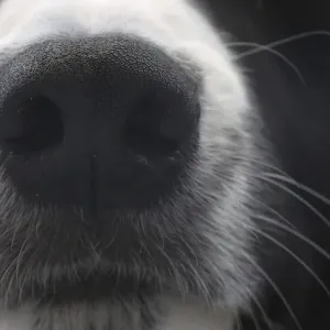 Border Collie Dog, Portrait of male Border Collie Dog, Portrait of male
