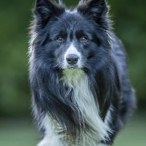 Border Collie dog starring at the camera Border Collie dog starring at the camera