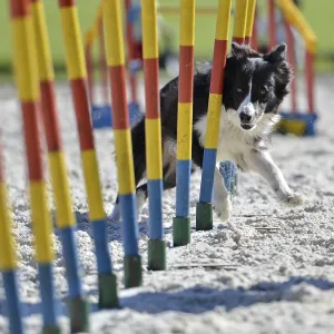 Un collie de frontière exerce un slalom entre des poteaux à Wrocław.