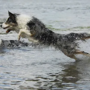 Border collie jumps through the water