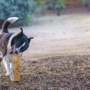 Border collie playing with a wooden stick in a park