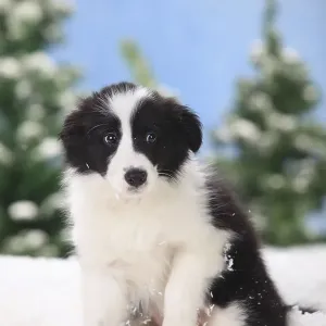 Border Collie, puppy, 11 weeks