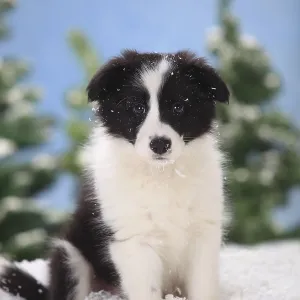 Border Collie, puppy, 11 weeks