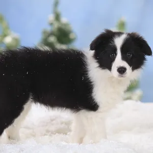 Border Collie, puppy, 11 weeks