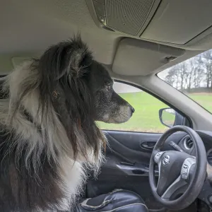 Border Collie waiting in the car for his master Border Collie waiting in the car for his master