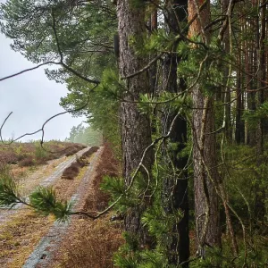 Former border strip in the forest with inscribed Frankenwaldsteig sign on a pine tree, hiking on the former inner-German border on the green belt near Mitwitz, Frankenwald nature park. Former border strip in the forest with inscribed Frankenwaldsteig sign on a pine tree, hiking on the former inner-German border on the green belt near Mitwitz, Frankenwald nature park.