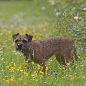Border Terrier